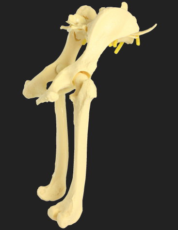 Canine Hip