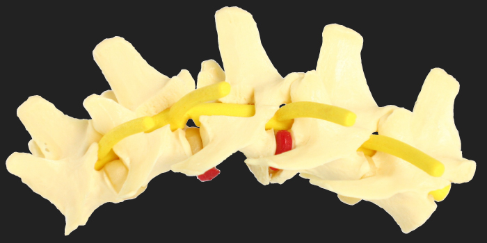 Canine Vertebrae