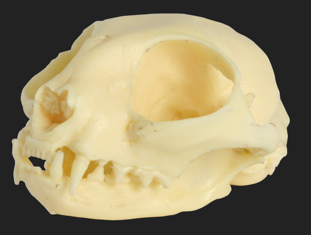 Feline Skull