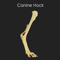 Canine Hock