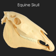 Equine Skull