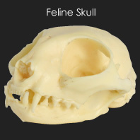 Feline Skull